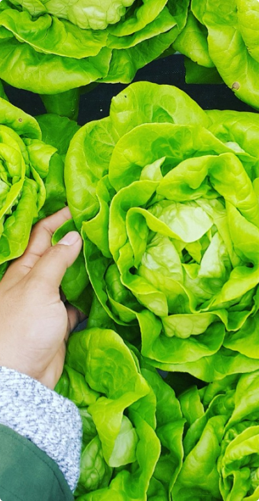 Fresh lettuce