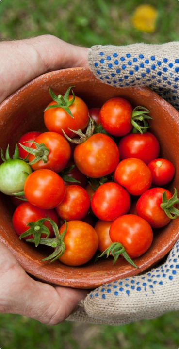 Fresh tomatoes
