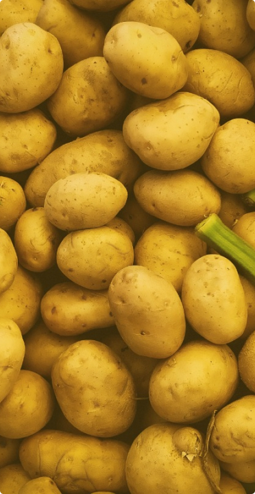 Fresh Potatoes